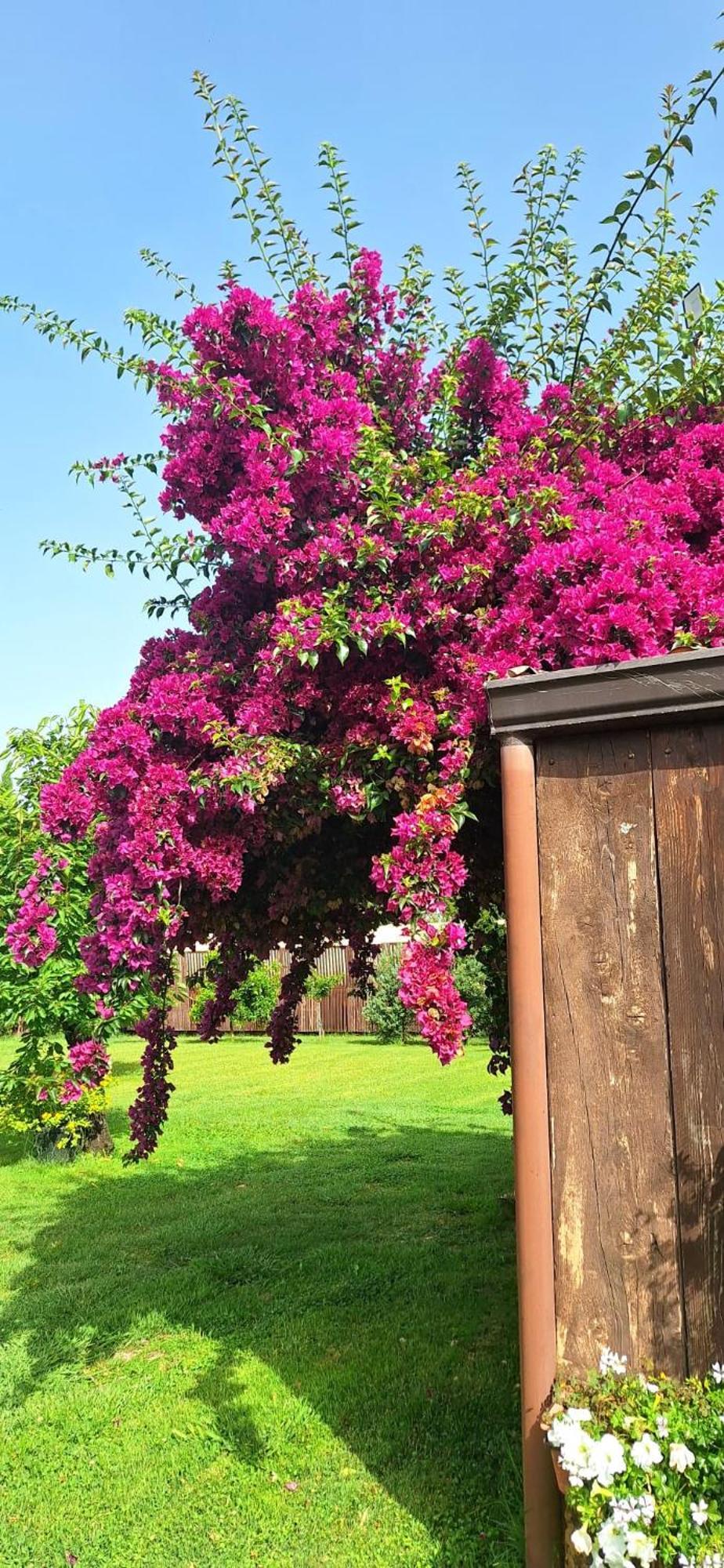 Villa Lucilla Altavilla Silentina Exteriör bild